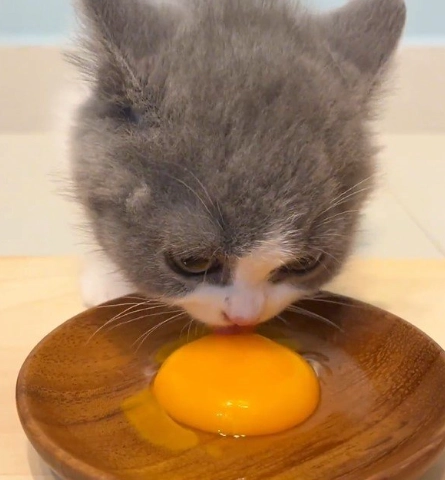 貓咪蛋黃好處 貓咪蛋黃好處