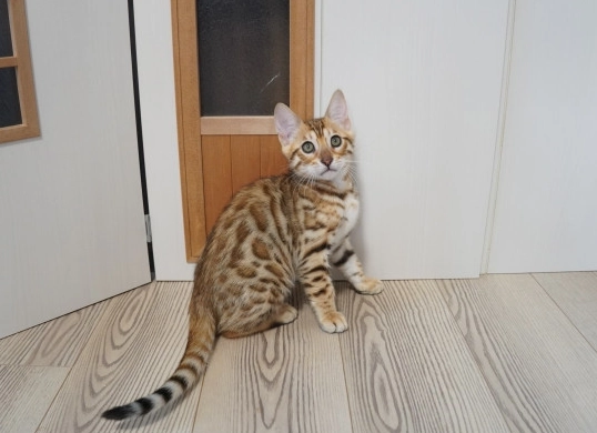 豹貓智商測試 豹貓智商測試