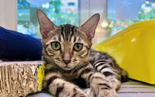 豹貓智力評估 豹貓智力評估