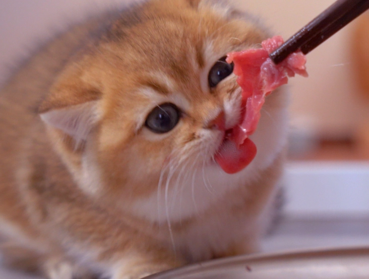 貓咪吃蛋黃 貓咪吃蛋黃