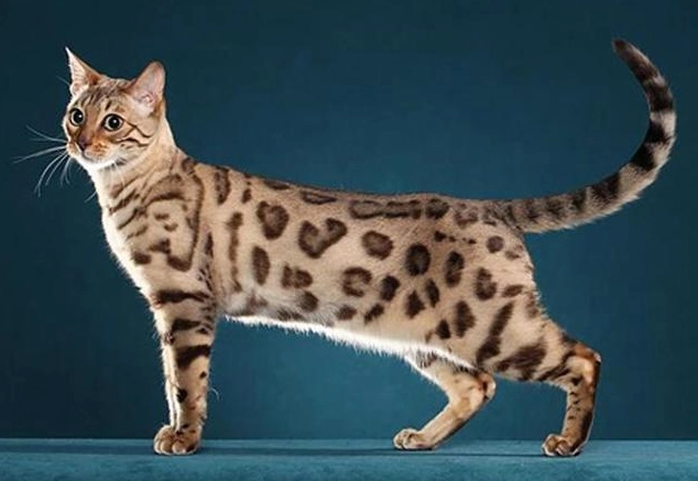 豹貓智力評估 豹貓智力評估