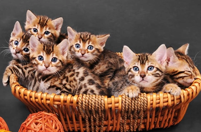 如何訓練豹貓 如何訓練豹貓