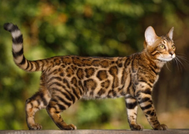 如何訓練豹貓 如何訓練豹貓