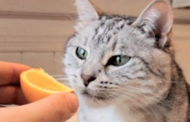 貓咪討厭的味道噴霧