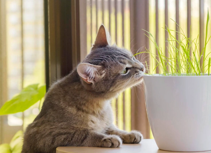 貓咪討厭的味道