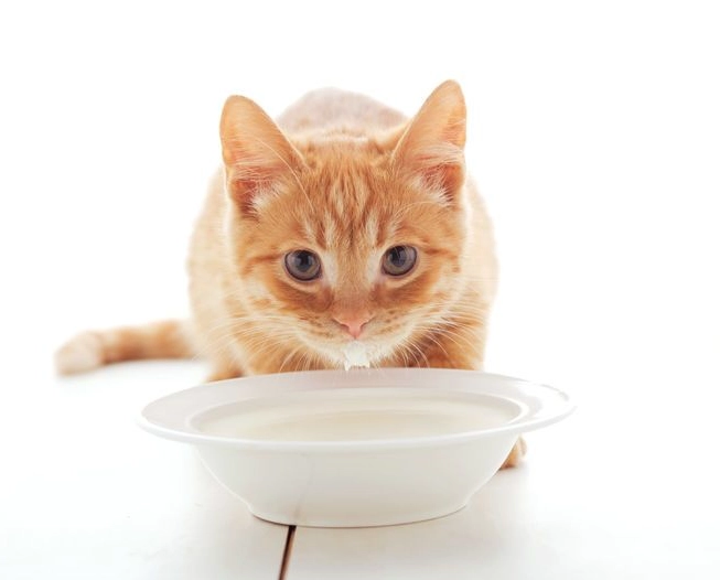 幼猫 牛奶 幼猫 牛奶