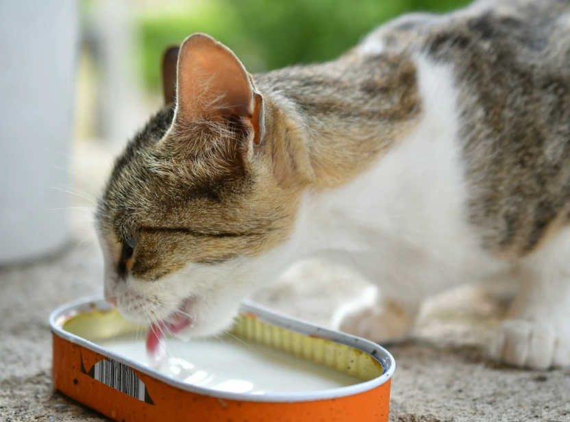幼猫 牛奶 幼猫 牛奶