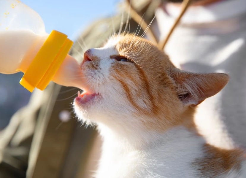 貓 牛奶 拉肚子 貓 牛奶 拉肚子
