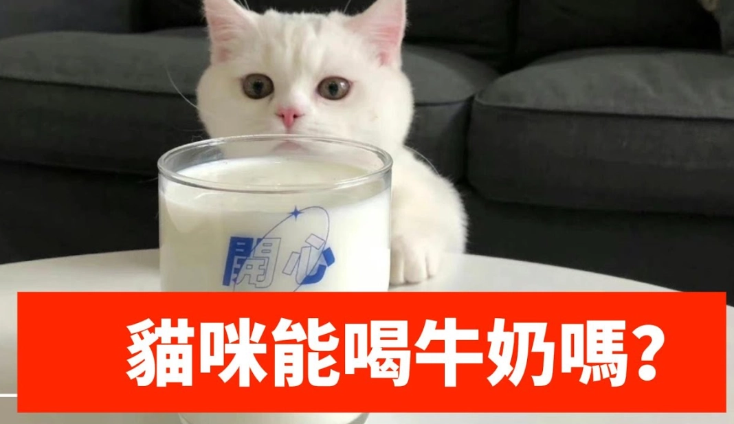 貓咪可以喝牛奶嗎