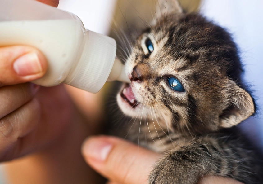 幼猫 牛奶 幼猫 牛奶