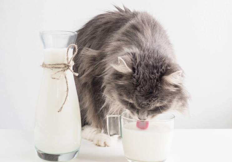 貓 牛奶 拉肚子 貓 牛奶 拉肚子