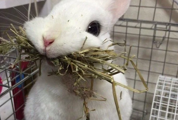 兔子可以吃什麼蔬菜