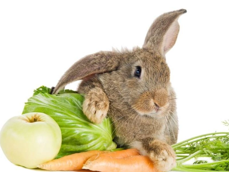 兔子牧草推薦