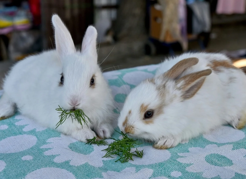 兔子可以吃什麼蔬菜
