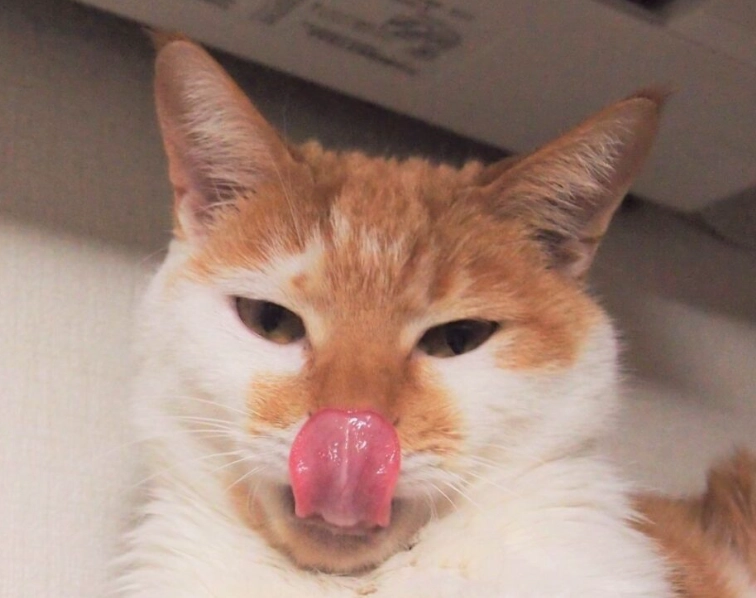 貓咪嗅覺 vs 狗狗