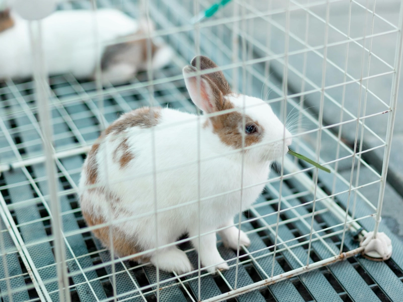 兔子飼養空間規劃