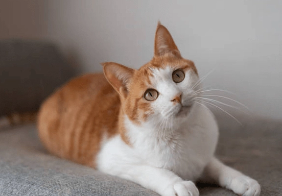 貓咪嗅覺 vs 狗狗