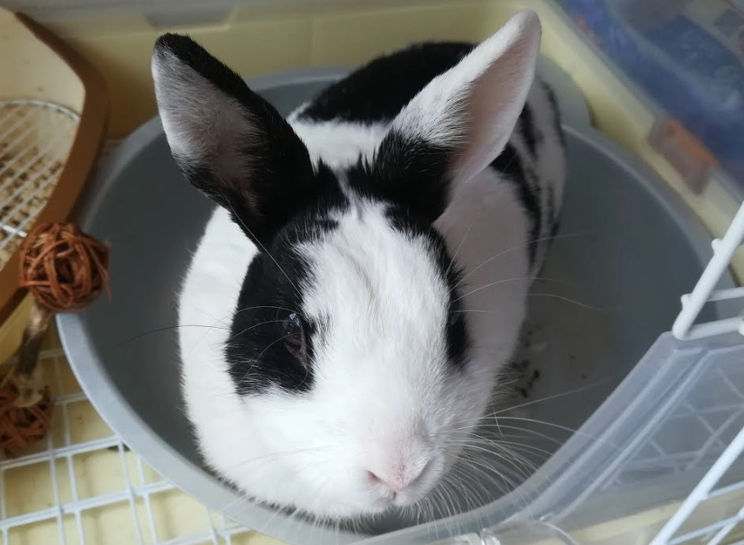 兔子洗澡