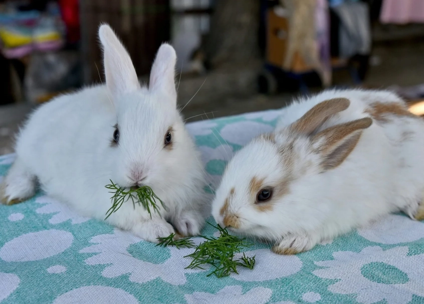 兔子不能吃的食物