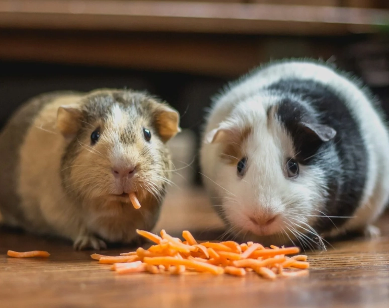 兔子不能吃的食物