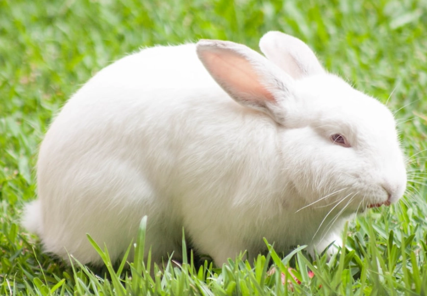 兔子飲食禁忌