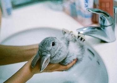 兔子可以洗澡嗎