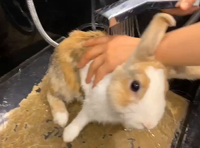 兔子洗澡頻率