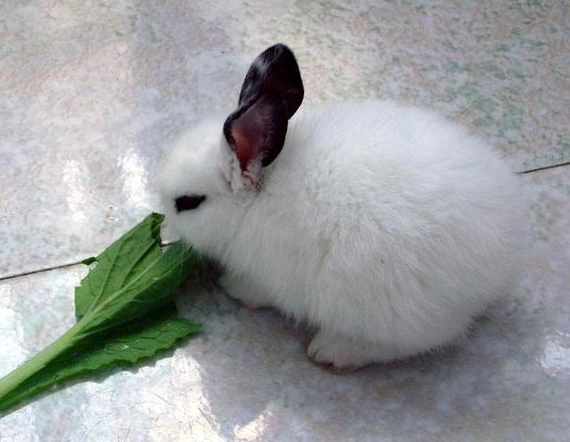 兔子飲食禁忌