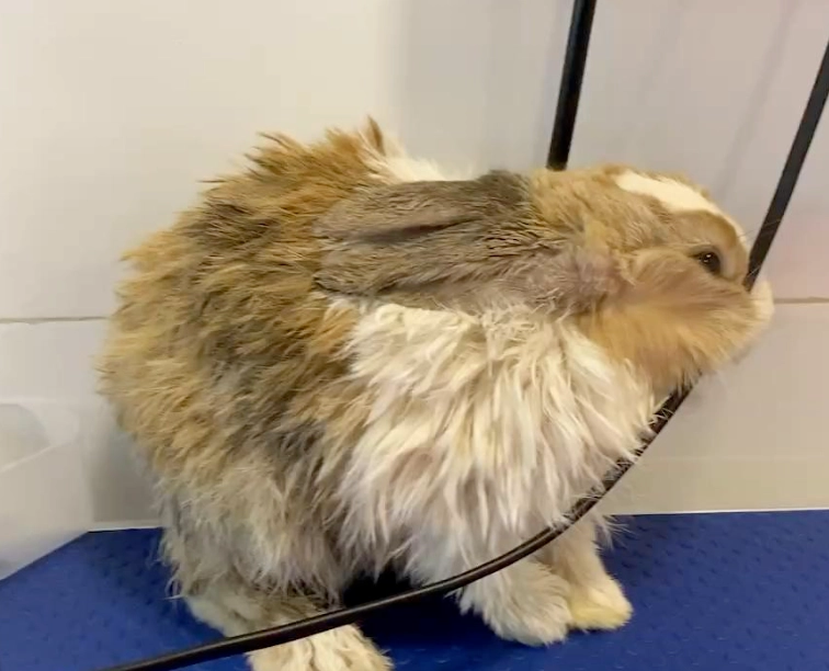 兔子可以洗澡嗎