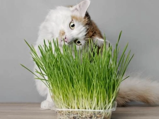 貓中毒食物