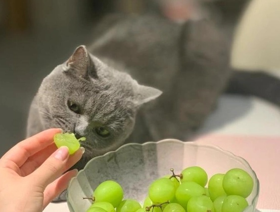 貓中毒食物