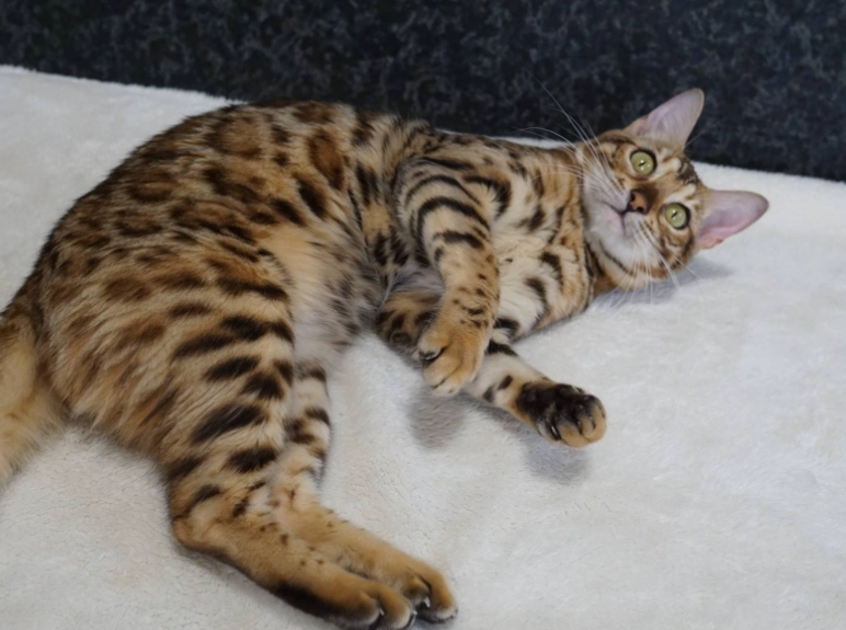豹貓飼養