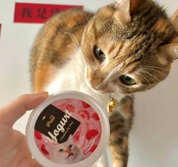 貓咪 乳製品