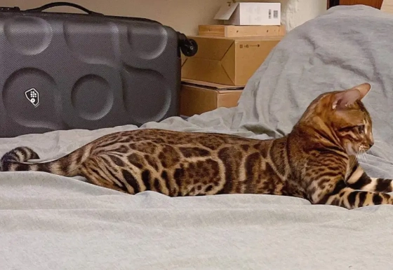 孟加拉貓飼養