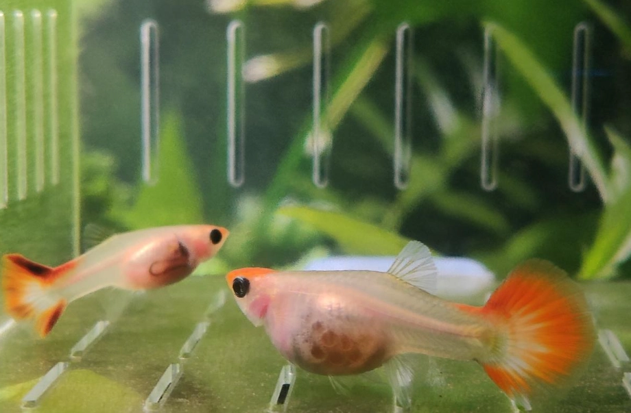 孔雀魚氧氣
