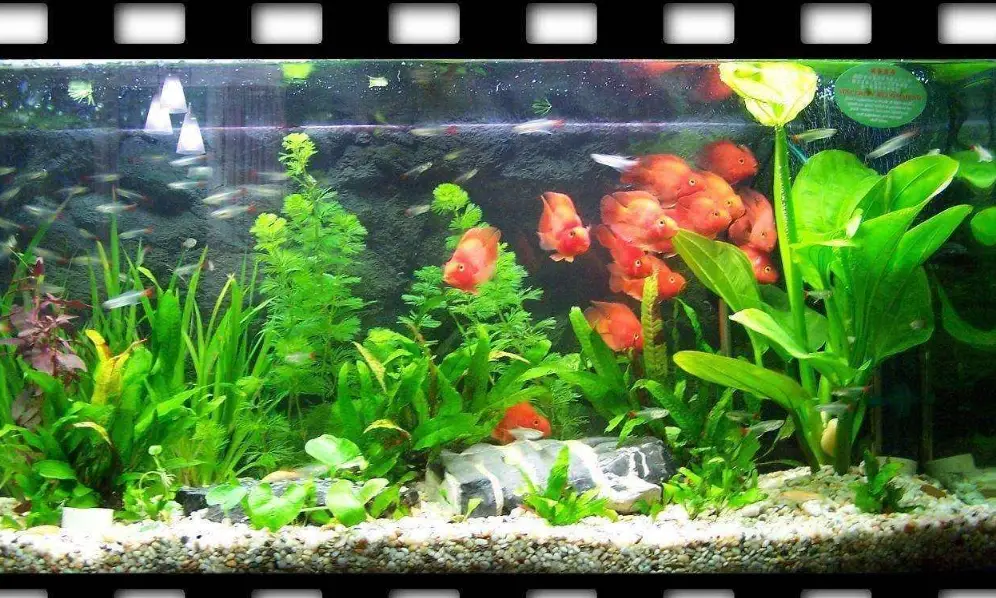 不打氣養魚技巧 不打氣養魚技巧