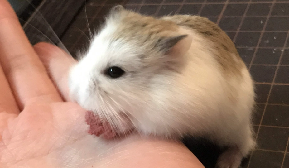 寵物鼠飼養 寵物鼠飼養