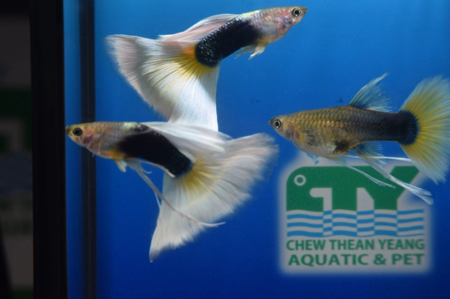 孔雀魚生小魚前兆 孔雀魚生小魚前兆