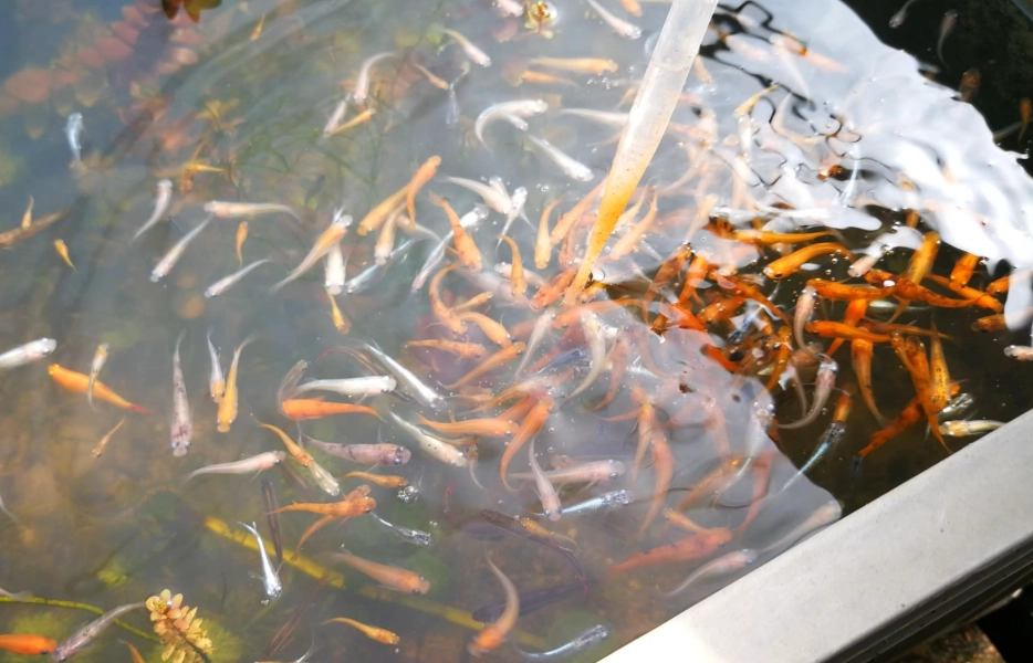 小型魚缸 小型魚缸
