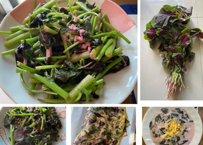 莕菜食譜 莕菜食譜