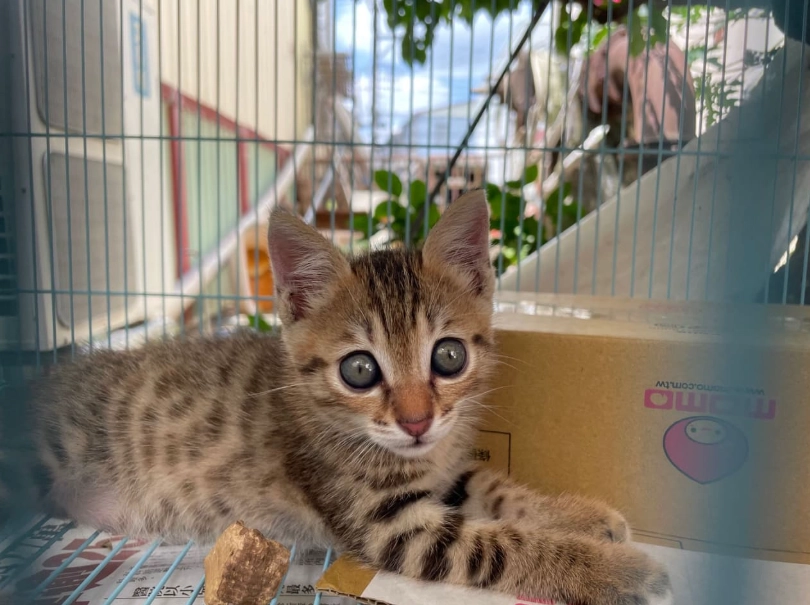 虎斑幼貓飼養