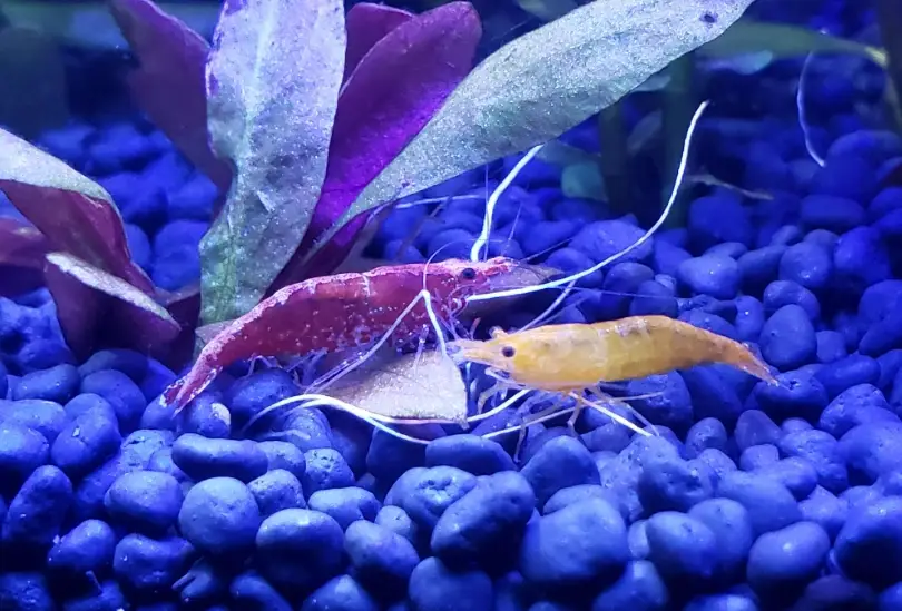 水晶蝦壽命 水晶蝦壽命