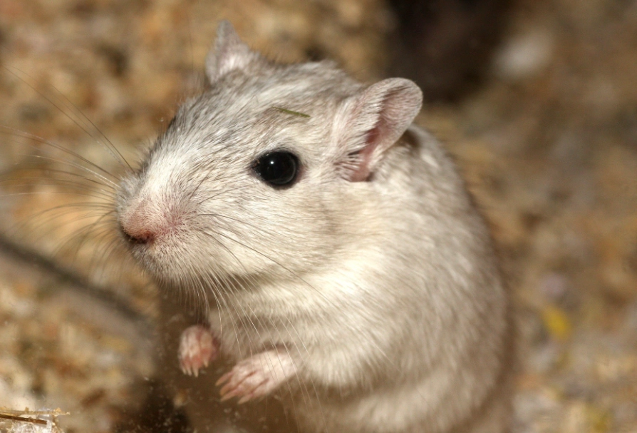 寵物鼠品種 寵物鼠品種