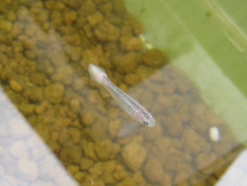水黴病治療