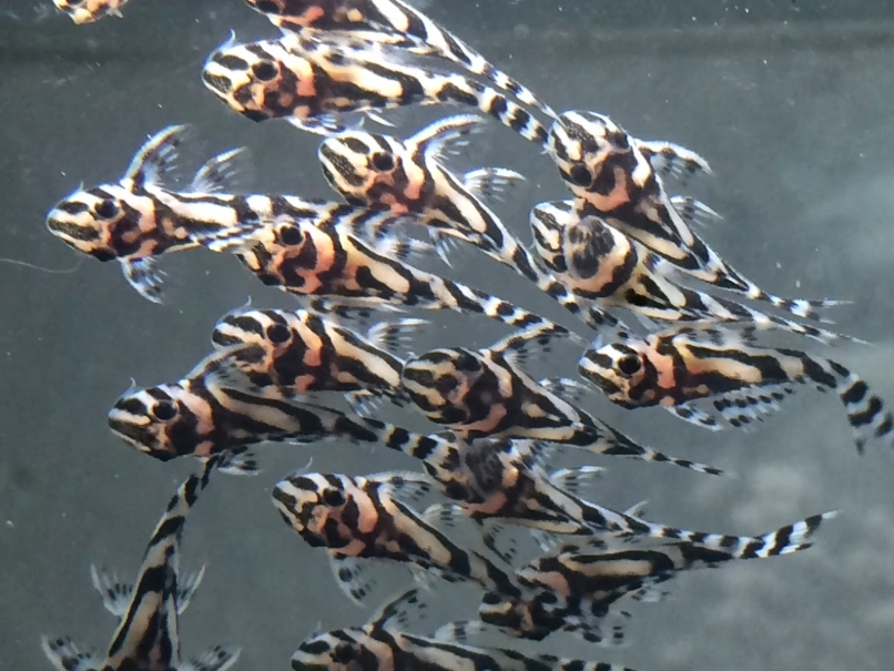 斑馬魚混養魚種