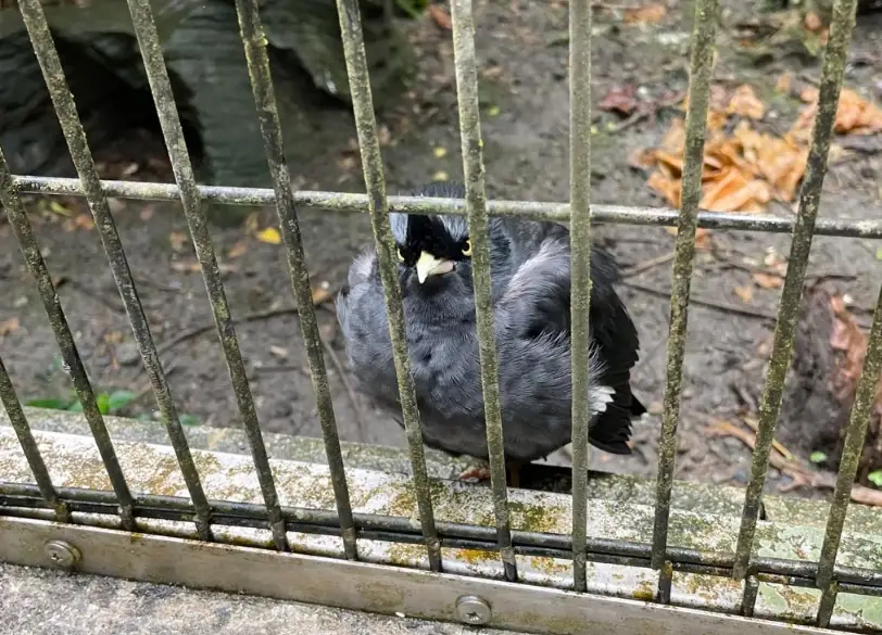 半夜鳥叫聲