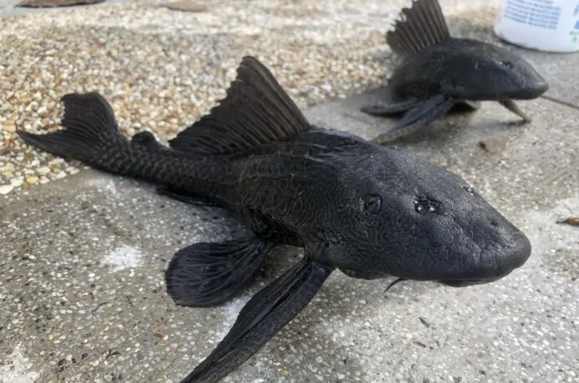 清道夫魚 清道夫魚