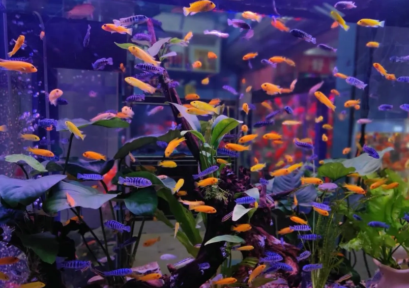新手養魚推薦 新手養魚推薦