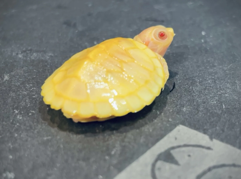巴西龜飼養成本 巴西龜飼養成本