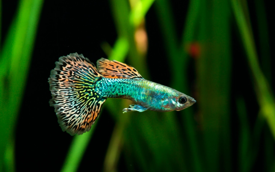 孔雀魚生小魚前兆 孔雀魚生小魚前兆